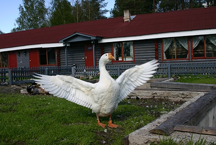 Деревня Александровка