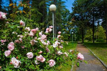 Отель Лагуна Абхазия, Гагра, фото 12