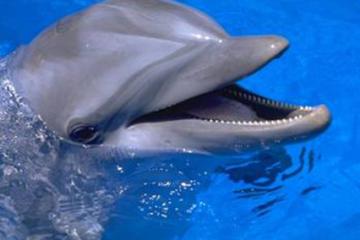 Отель Мыс Россия, Севастополь, фото 38