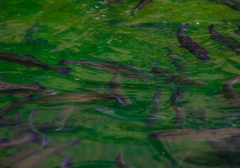 Ореховая роща (Гуамка)