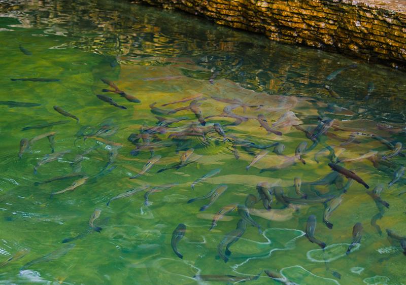 Ореховая роща (Гуамка)