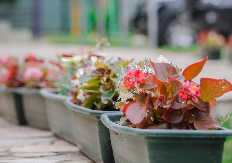 Ореховая роща (Гуамка)