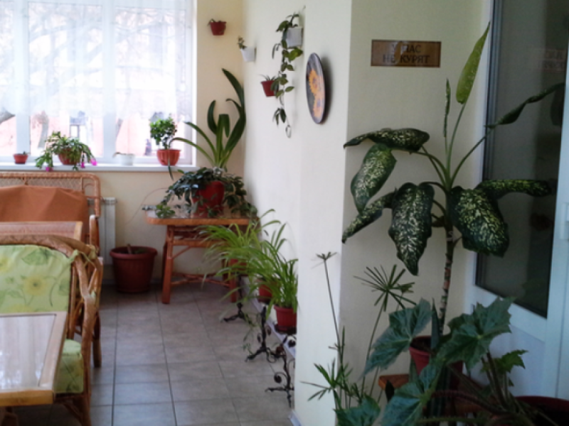 Подсолнухи