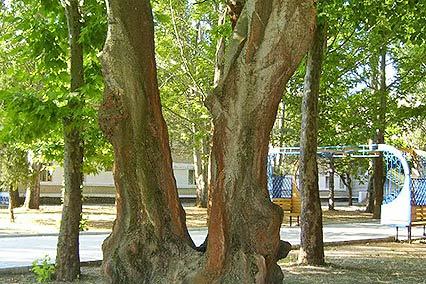 Полярные зори