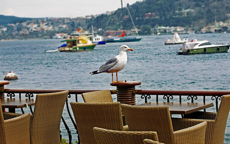 Bebek