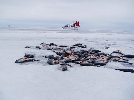 Серебро Онеги