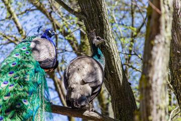 Отель Солнечная Долина Пансионат Россия, Оленевка, фото 12