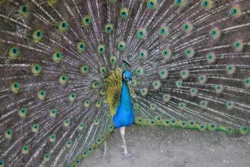 Отель Солнечная Долина Пансионат Россия, Оленевка, фото 16