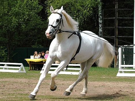 Солнечная Поляна