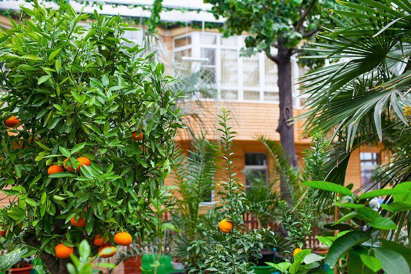 Пансионат София (Пионерский пр.)