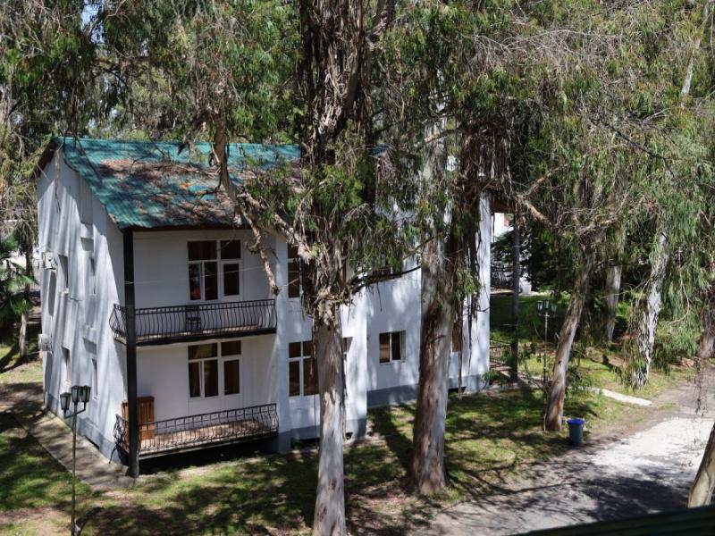 Эвкалиптовая роща