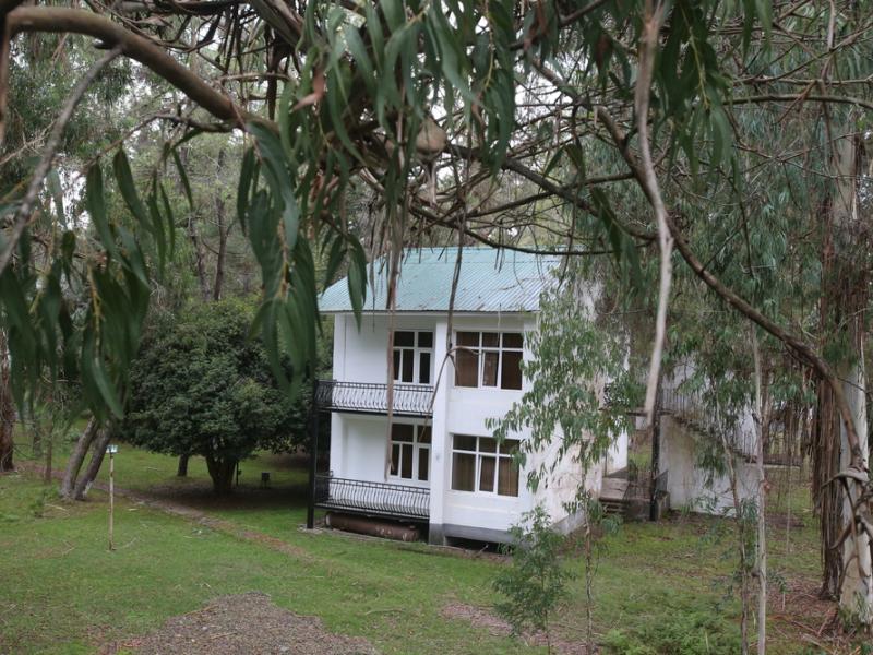 Эвкалиптовая роща