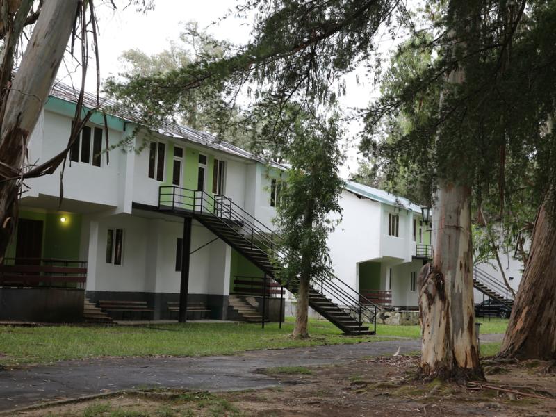 Эвкалиптовая роща