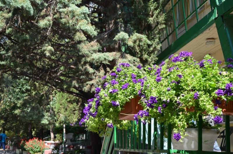 Алые Паруса Пансионат (Сатера)