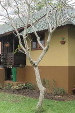 Отель Tanah Merah Art Resort Индонезия, о Бали, фото 27