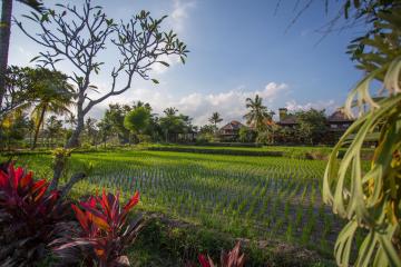 Отель Amatara Agung Raka Индонезия, о Бали, фото 18