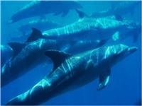 Zanzibar Dolphin View Paradise Resort & Spa