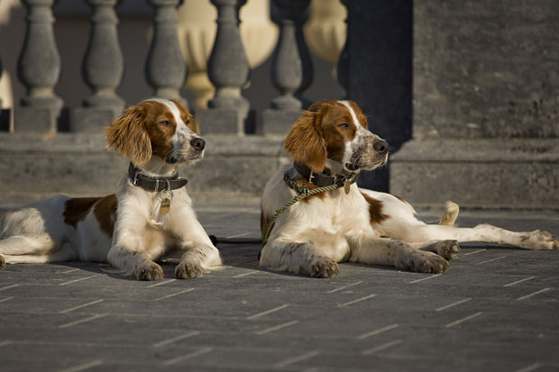 Castlemartyr Resort Hotel