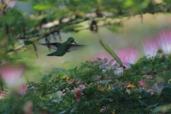 Best Western Jaco Beach Resort