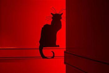 Le Chat Noir