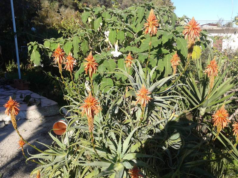 Andromaches Holiday Apartments