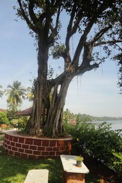 Отель Goa Villa Holiday Индия, Кавелоссим, фото 2