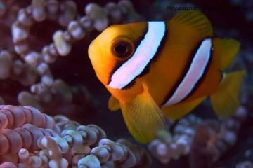 Отель Phi Phi Holiday Resort Таиланд, Пхи-Пхи, фото 19