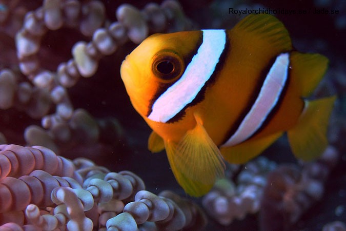 Phi Phi Holiday Resort