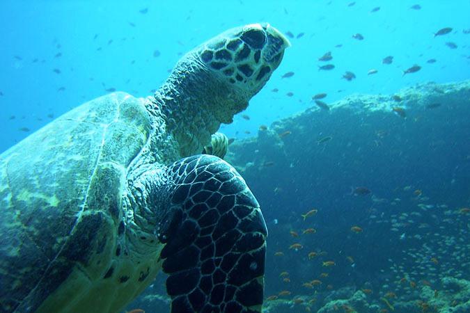 Phi Phi Holiday Resort