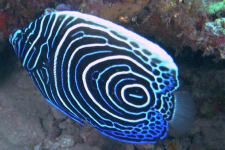 Phi Phi Holiday Resort