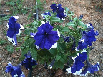 Blue Aegean Hotel & Suites