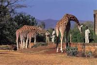 Giraffe Manor