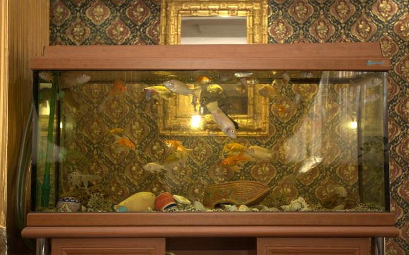 Aquarium Hotel Istanbul