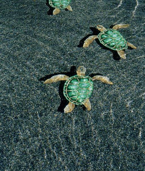 Sheraton Hacienda del Mar Resort & Spa Los Cabos