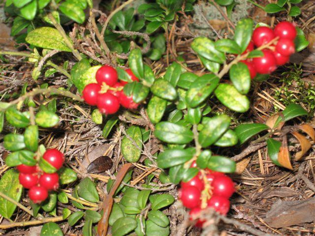 Haapasaari Holiday Village