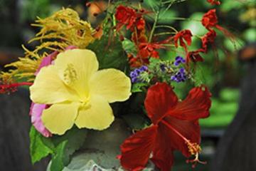 Отель Hibiscus Garden Inn Филиппины, о Палаван, фото 25