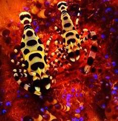 Отель Mermaid Resort Филиппины, о Миндоро, фото 6