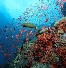 Отель Mermaid Resort Филиппины, о Миндоро, фото 8