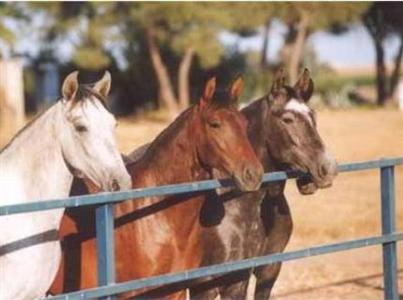 Cortijo El Esparragal