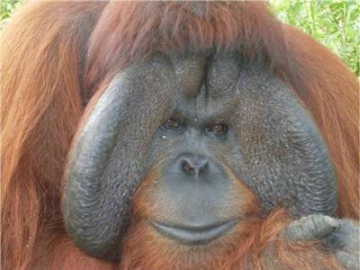 Bukit Merah Laketown Resort