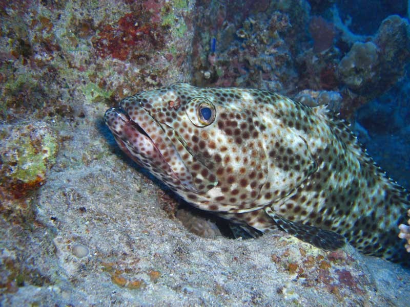 Ypsylon Tourist Resort