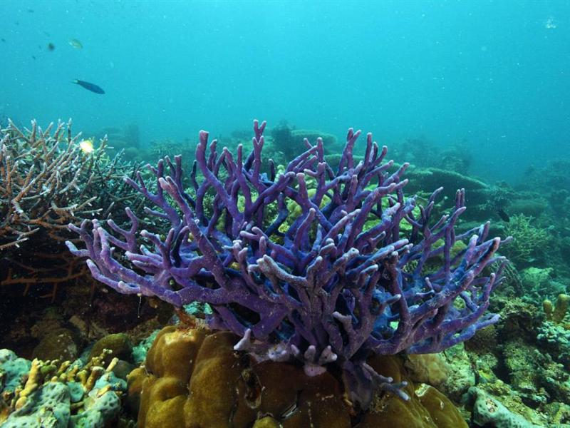 Busuanga SeaDive Resort