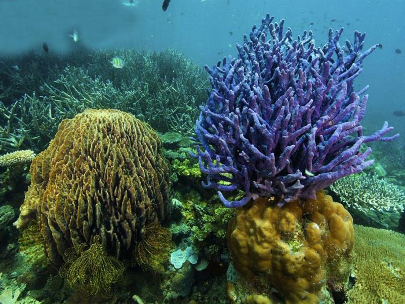 Busuanga SeaDive Resort