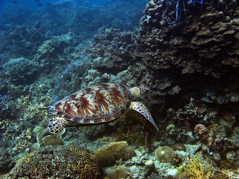 Busuanga SeaDive Resort