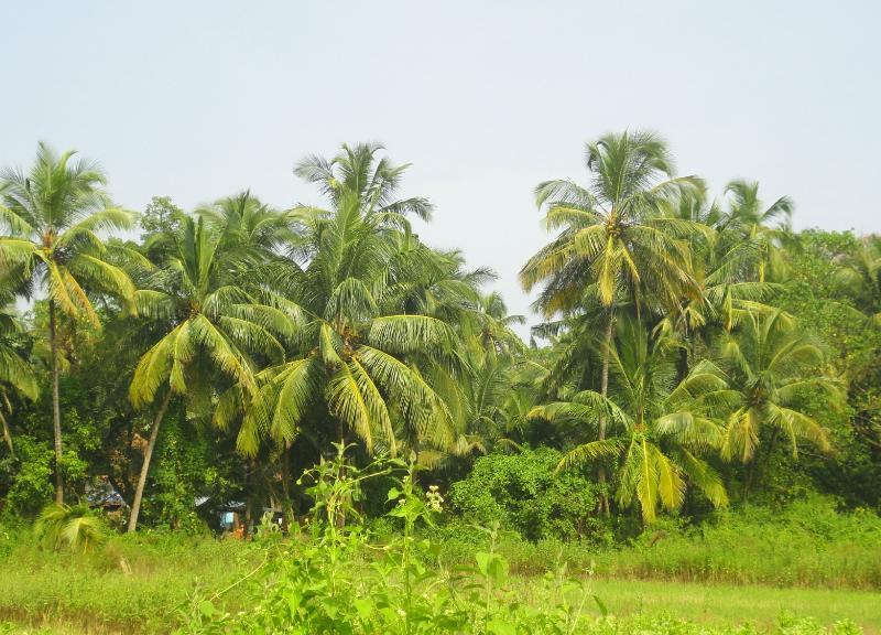 Morjim Club Beach Resort