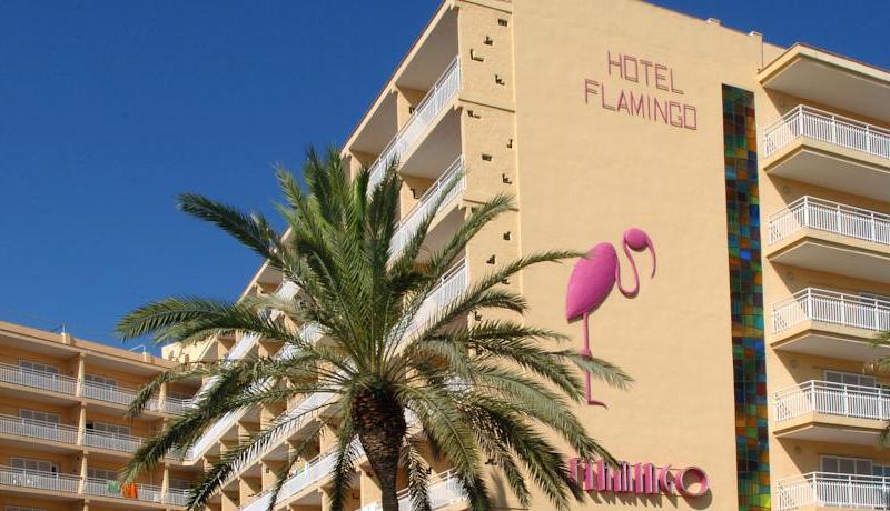 Flamingo