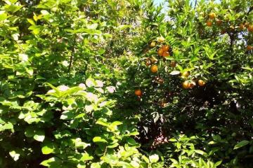 Отель Fortuna Side 4* Турция, Сиде, фото 10