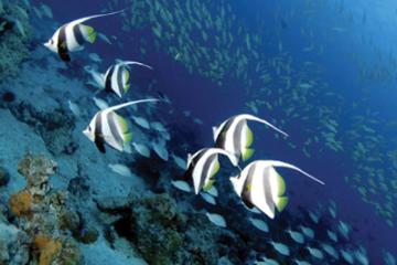 Отель Acquario Self Catering Apartment Сейшелы, о Праслин, фото 11