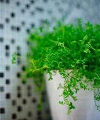 Отель Modena by Fraser Putuo Shanghai Китай, Шанхай, фото 8