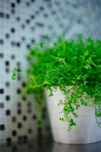 Modena Putuo Shanghai